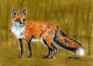 Red Fox