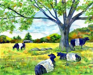 Galloway Cows Stevens Coolidge