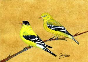 Goldfinches