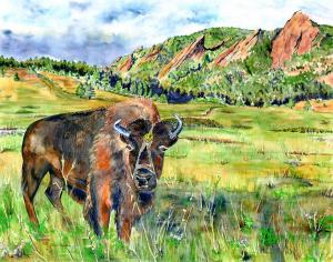 Ralphie, University of Colorado