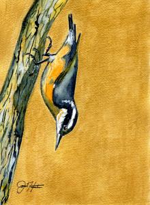 Red Breasted Nuthatch