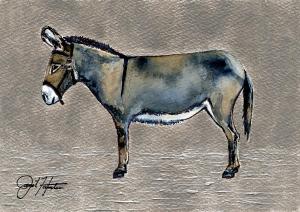 Donkey